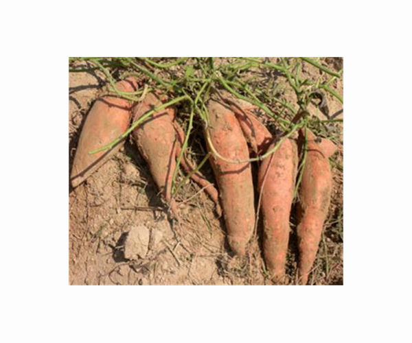 Sweetpotato biodiversity can help increase climate-resilience of small-scale farming