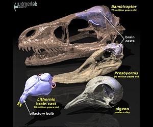 Ancient genetic 'mistake' drove evolution