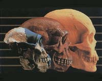 New Research Proves Single Origin Of Humans In Africa