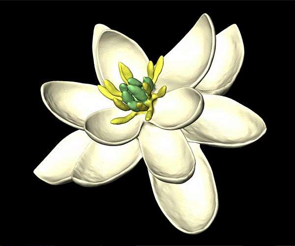 As planet warms, delay between tree leaf unfolding, flowering grows wider