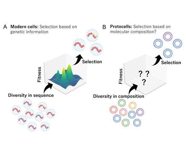 Icy cycles may have driven early protocell evolution