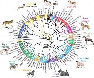 DNA Points To Middle East For Emergence Of Dogs
