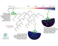 Scientists create 'Evolutionwatch' for plants