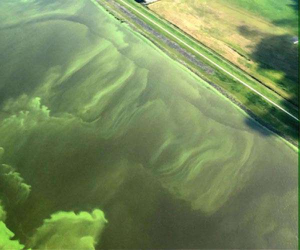 Reducing nitrogen use key to human and planetary health: study