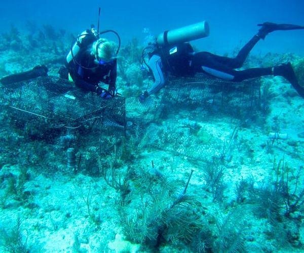 Alarm as seawater heats up off Florida Keys, imperiling reef