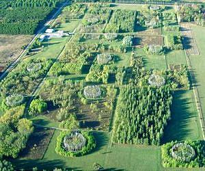 Future forests may soak up more carbon dioxide than previously believed