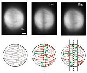 Slicing mitotic spindle with lasers, nanosurgeons unravel old pole-to-pole theory