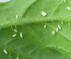 Whitefly aims to prevent contamination of agriculture