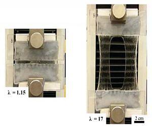 Tough gel stretches to 21 times its length, recoils, and heals itself