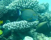 Beautiful but a threat: Tropical fish invasion destroys kelp forests