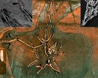 Near-perfect fossil reveals details of ancient bird Archaeopteryx's plumage