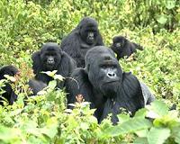 Research suggests gorillas can develop food cleaning behavior spontaneously