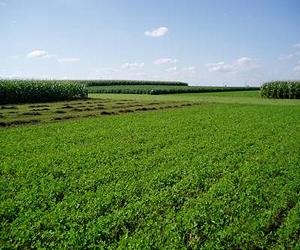 Diversifying Crops May Protect Yields Against A More Variable Climate