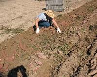 Optimizing sweetpotato production