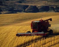 China to import grain as economy grows: environmentalist