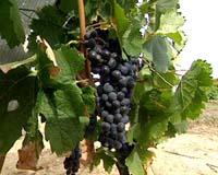 France's Cahors wine is new frontier for Argentina, China