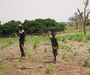 Agricultural expert outlines path for developing nations to double food production, meet 2050 demand