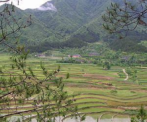 Roots breakthrough for drought-resistant rice