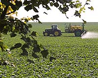 Herbicide drift affects adjacent fields, delays flowering