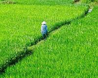 DNA rice breakthrough raises 'green revolution' hopes