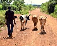 After deadly clashes, Ivorian farmers and herders try dialogue