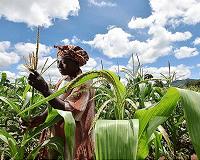 Maize study finds genes that help crops adapt to change