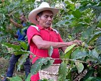 Nicaragua focuses on climate-change resistant coffee
