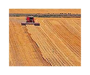 Egypt faces food crisis over wheat shortage