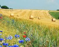 Ecosystem Services: Looking Forward to Mid-Century