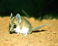 Small Australian marsupials in sudden decline