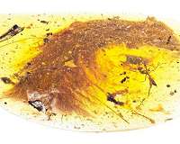 Feathered tail of baby dinosaur found preserved in amber