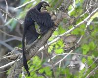 Shrinking dinosaurs evolved into flying birds