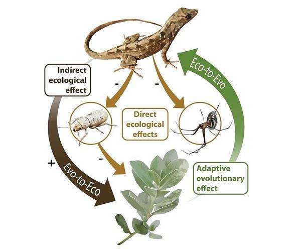 How evolution impacts the environment