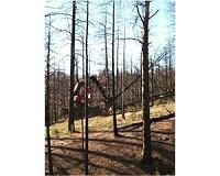 Salvaging the ecosystem after salvage logging