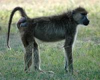 Big butts aren't everything to male baboons