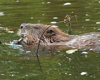 Beavers brought in to beat flooding in Britain