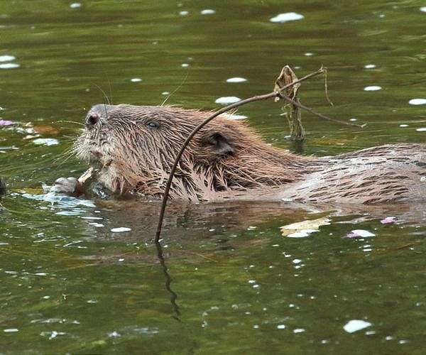 Dam fine: beavers save Czech treasury $1 million