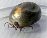 Lone star tick populations growing in Kansas