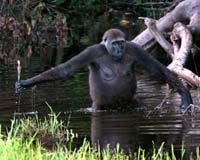 UN, zoo group launch 'Year of the Gorilla 2009'