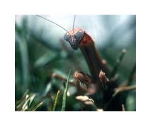 Surprising New Branches On Arthropod Family Tree