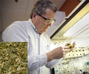 New Lignin Lite Switchgrass Boosts Biofuel Yield By More Than One-Third