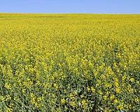 Australian canola case shows GM crops are still being demonised