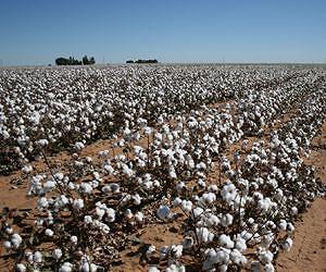 Genetically modified cotton improves diet quality for small-scale farmers in India