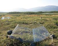 Increased vegetation in the Arctic region may counteract global warming
