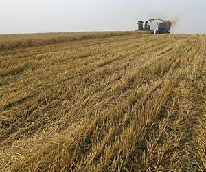 World is 'one poor harvest' from chaos, new book warns