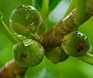 Punishment Important In Plant-Pollinator Relationship