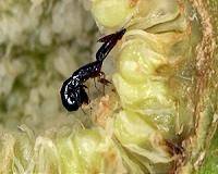 Samurai wasps could help orchard growers battle stink bug invasion