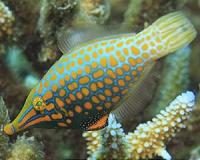 Fish use chemical camouflage from diet to hide from predators