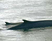 Japan says smaller whaling catch 'regrettable'
