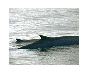 Iceland to resume disputed fin whale hunt in June